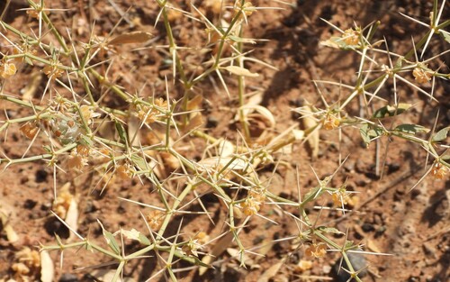 Indian fagonbush