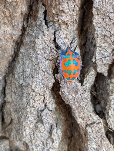 Hibiscus Harlequin Bug