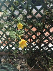Allamanda schottii