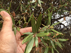 Amphibolips trizonata