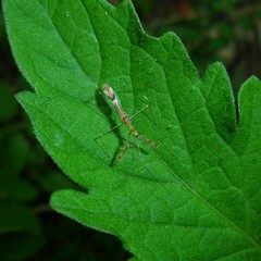 Bactrodinae