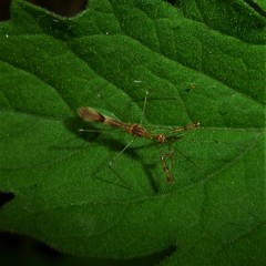 Bactrodinae