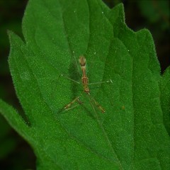 Bactrodinae