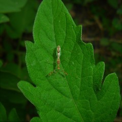 Bactrodinae
