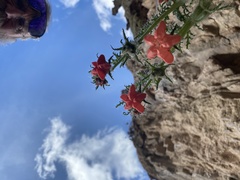 Caiophora chuquitensis