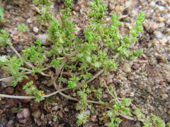 Crassula thunbergiana