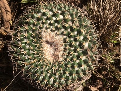 Mammillaria wagneriana