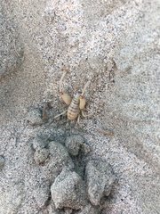 Macrobaenetes valgum