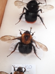 Bombus hypnorum