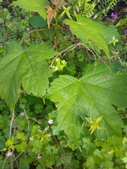 Acer pseudoplatanus