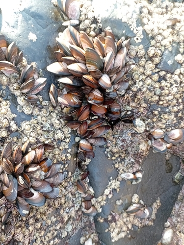 Brown Mussel