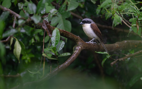 Tiger Shrike