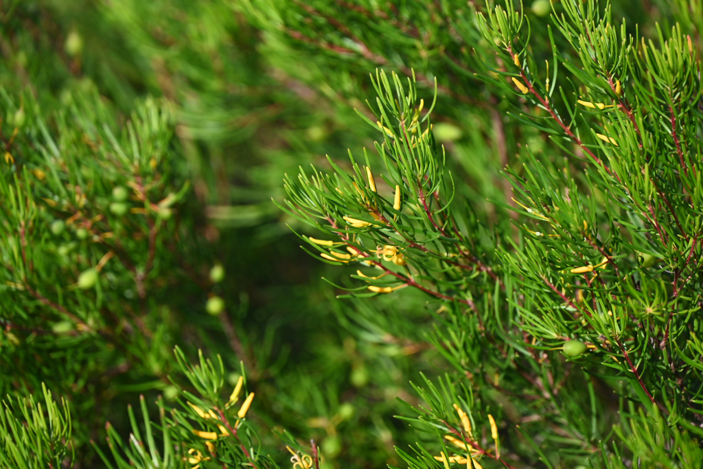 Persoonia virgata; photograph (c) Bryce Watts-Parker, some rights reserved (CC BY)