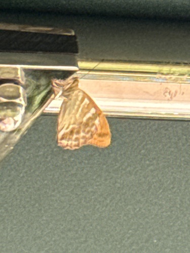 Silver-washed Fritillary