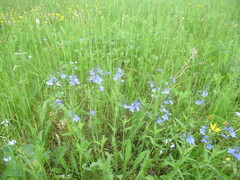 Veronica krylovii, photograph author not stated, no rights reserved