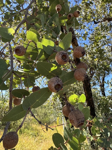 Corymbia setosa observed 2026-06-17