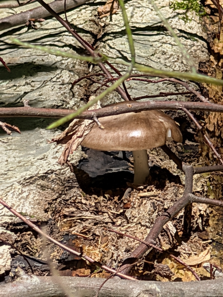 Deer Mushroom · June 2026 · photo: Photo: no rights reserved · iNaturalist