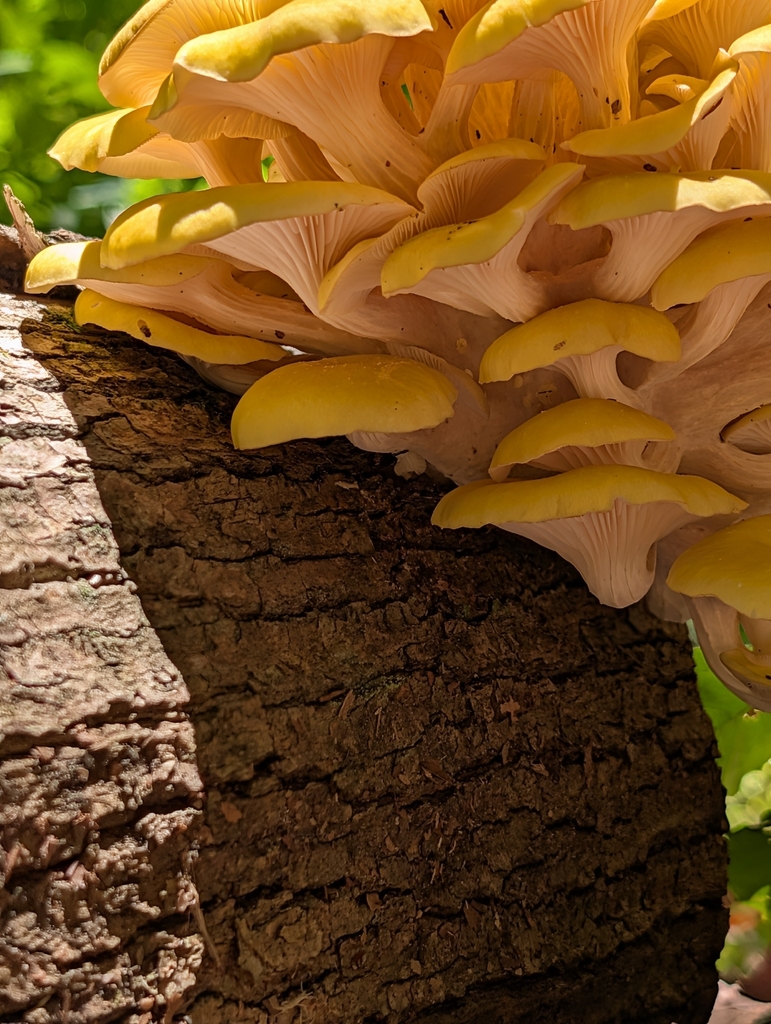 Golden Oyster Mushroom