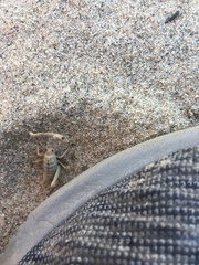 Macrobaenetes valgum