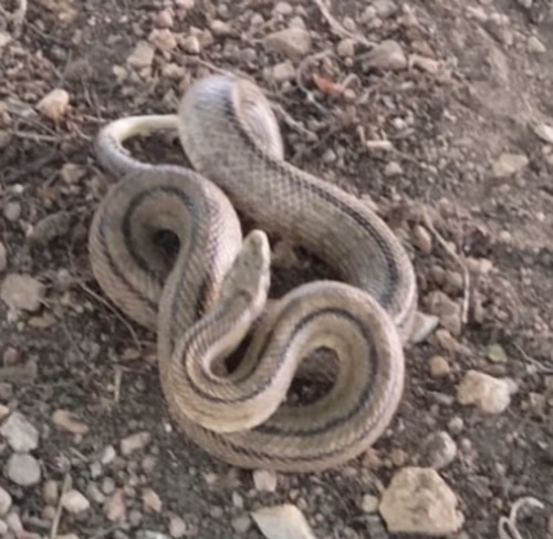 Ladder Snake