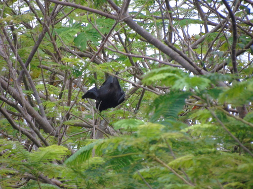 Black-eared Flying Fox
