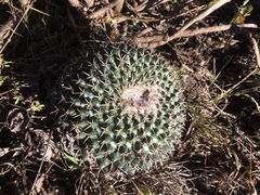 Mammillaria wagneriana