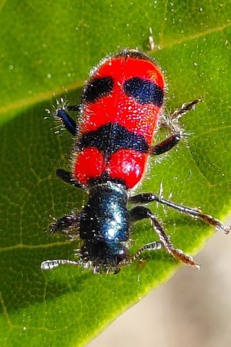 Bee-eating Beetle photo 2