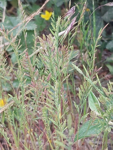 Fern-grass