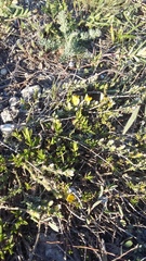 Genista albida