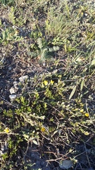 Genista albida