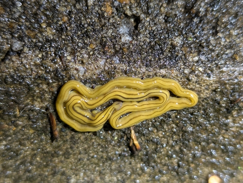Diversibipalium Multilineatum