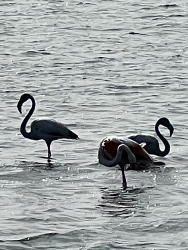Greater Flamingo