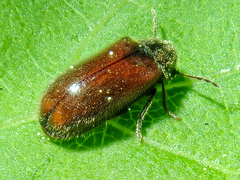 Hyperisus plumbeus