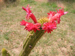 Cleistocactus samaipatanus