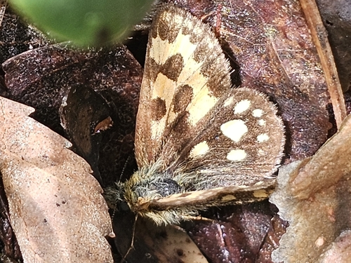 Northern Chequered Skipper