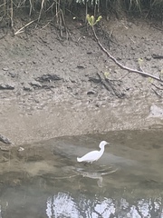 Egretta thula