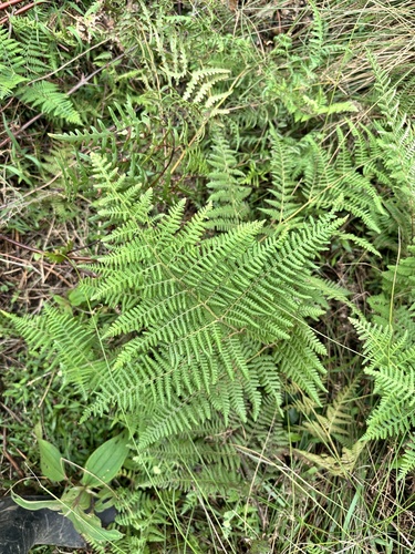 Hypolepis punctata observed 2026-06-16