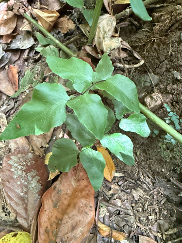 Adiantum petiolatum observed 2026-06-16