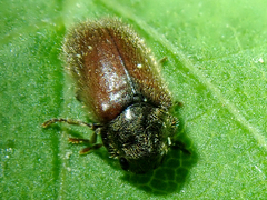 Hyperisus plumbeus
