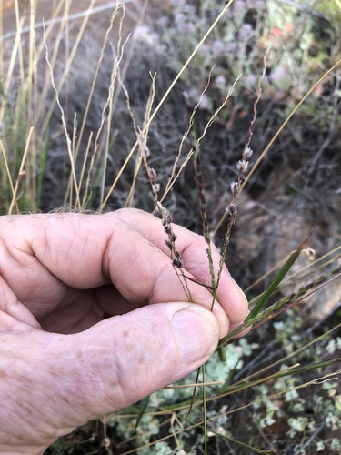 Digitaria brownii observed 2026-06-17