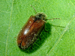 Hyperisus plumbeus