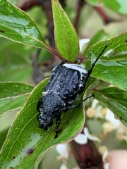 Trichiotinus texanus