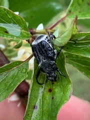 Trichiotinus texanus