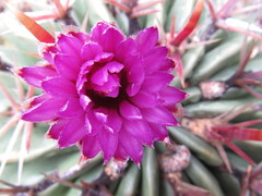 Ferocactus recurvus