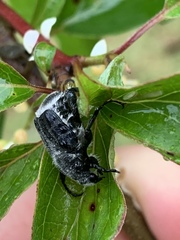 Trichiotinus texanus