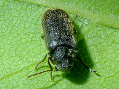 Hyperisus plumbeus