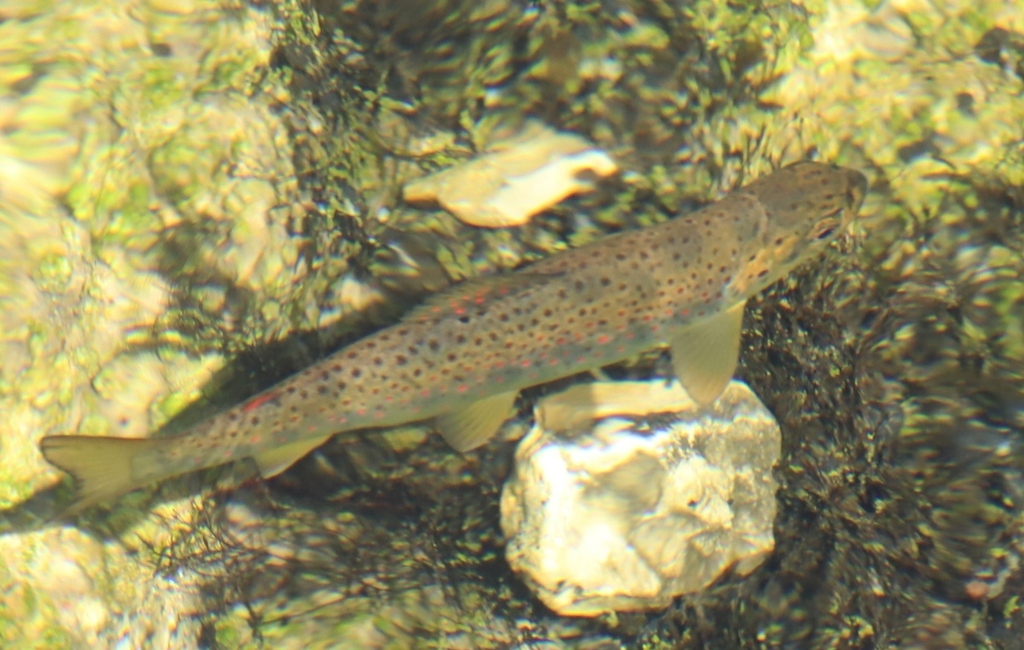 Zrmanja Trout