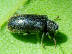 Hyperisus plumbeus