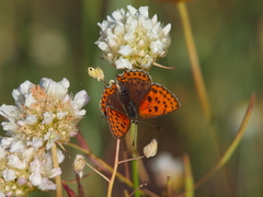 Lycaena bleusei
