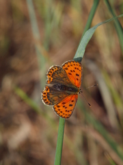 Lycaena bleusei